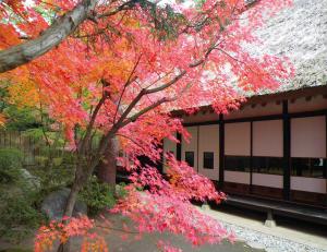 旧高橋家住宅主屋の西側庭園は紅葉で赤く染まります。