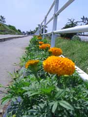 花が咲き始めた豊科県道脇のマリーゴールドの写真(1)