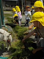 豊科認定こども園