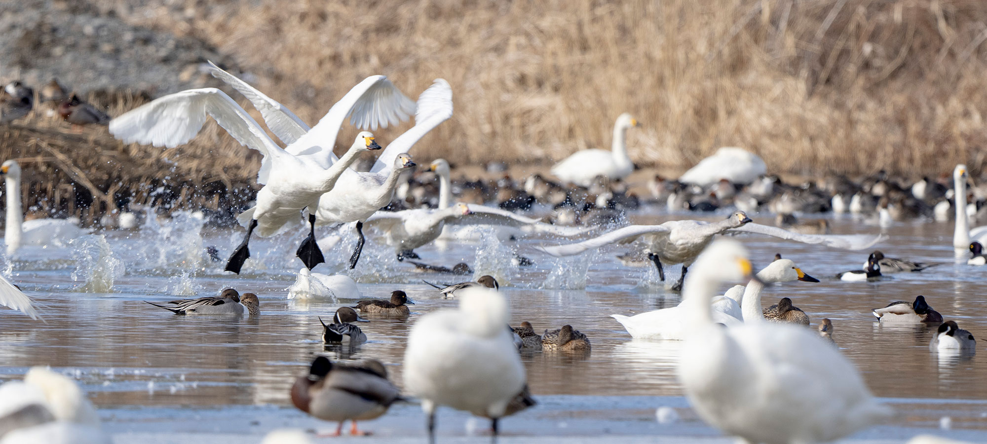 フロントページ4