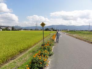 満開となった花街道