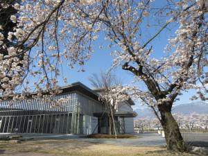 中央図書館　桜