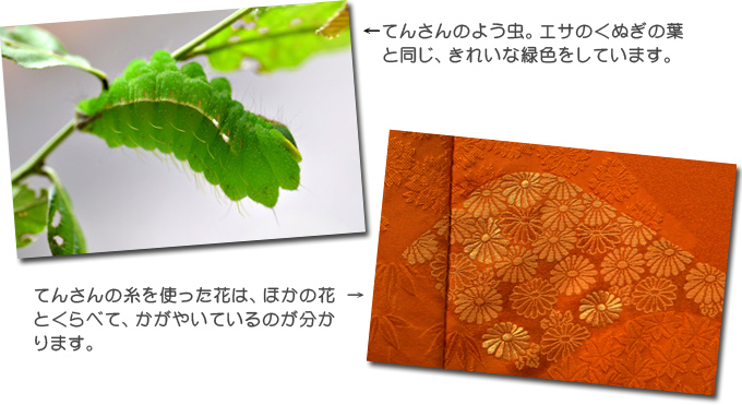 左の画像）　てんさんを使ったぶぶんだけ、輝いているのが分かります。　右の画像）天蚕の幼虫。エサのくぬぎの葉と同じきれいな緑色をしています。
