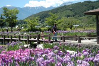 龍門渕公園・あやめ公園