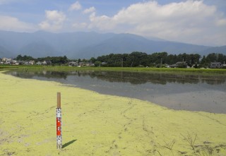 実験中の田んぼ