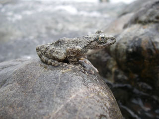 カジカガエル