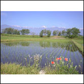 御宝田田園風景