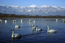 犀川白鳥湖で羽を休めるハクチョウ