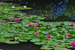 室山池に浮かぶ蓮の花