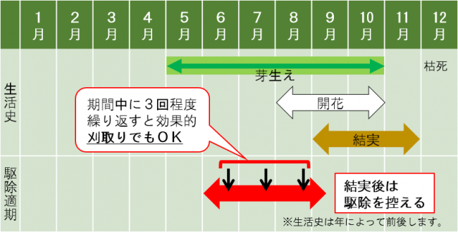 アレチウリの生活史