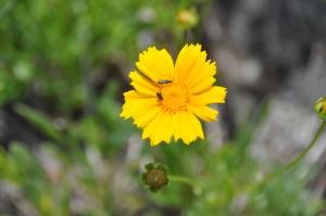 オオキンケイギクの花