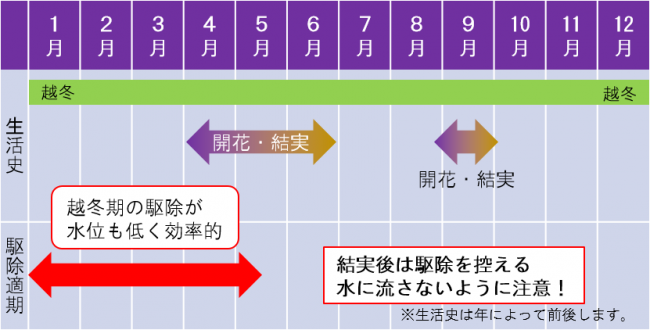 オオカワヂシャの生活史