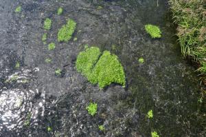 オオカワヂシャ沈水型