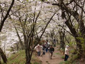 光城山の桜