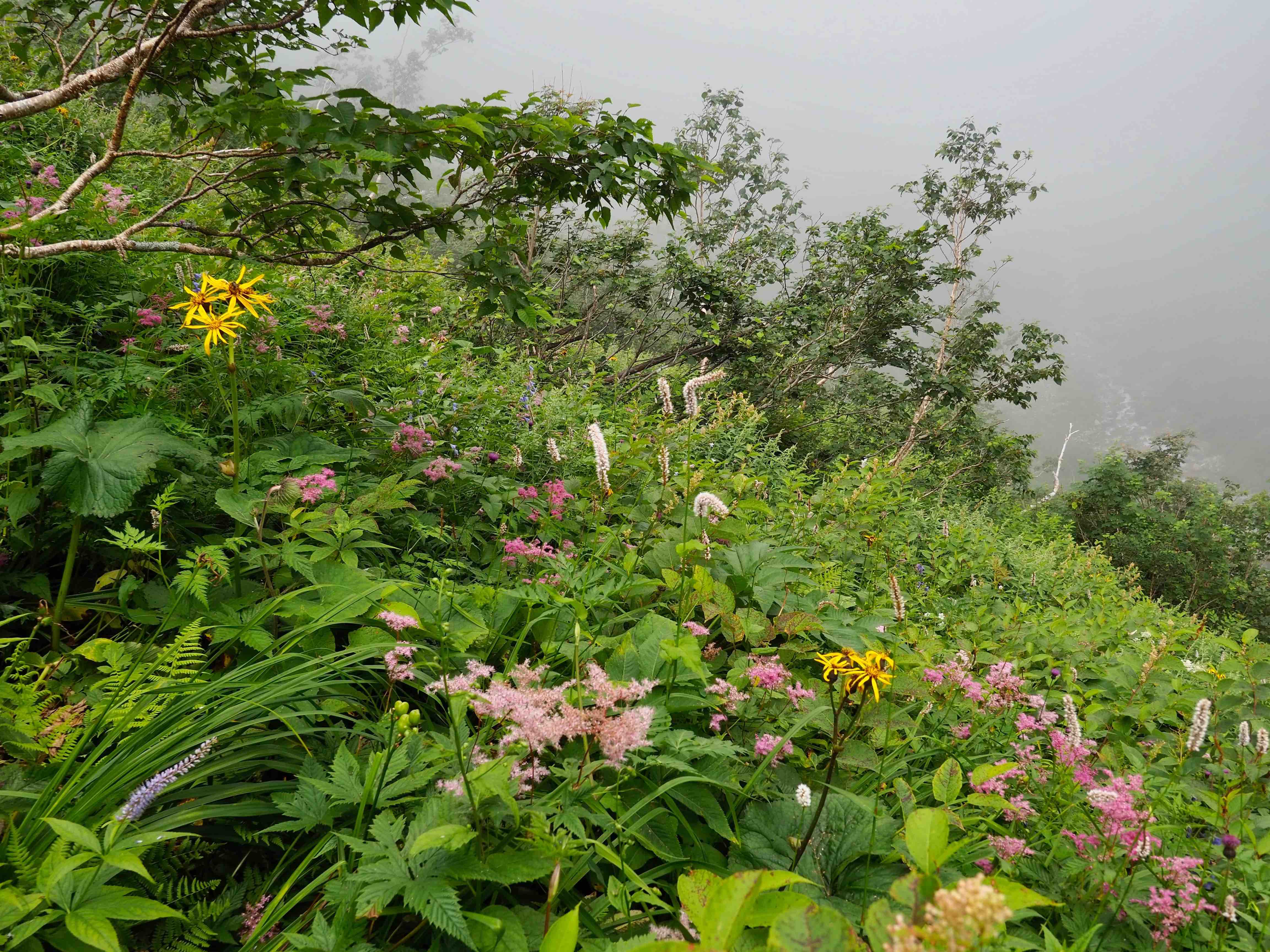 一の沢登山道