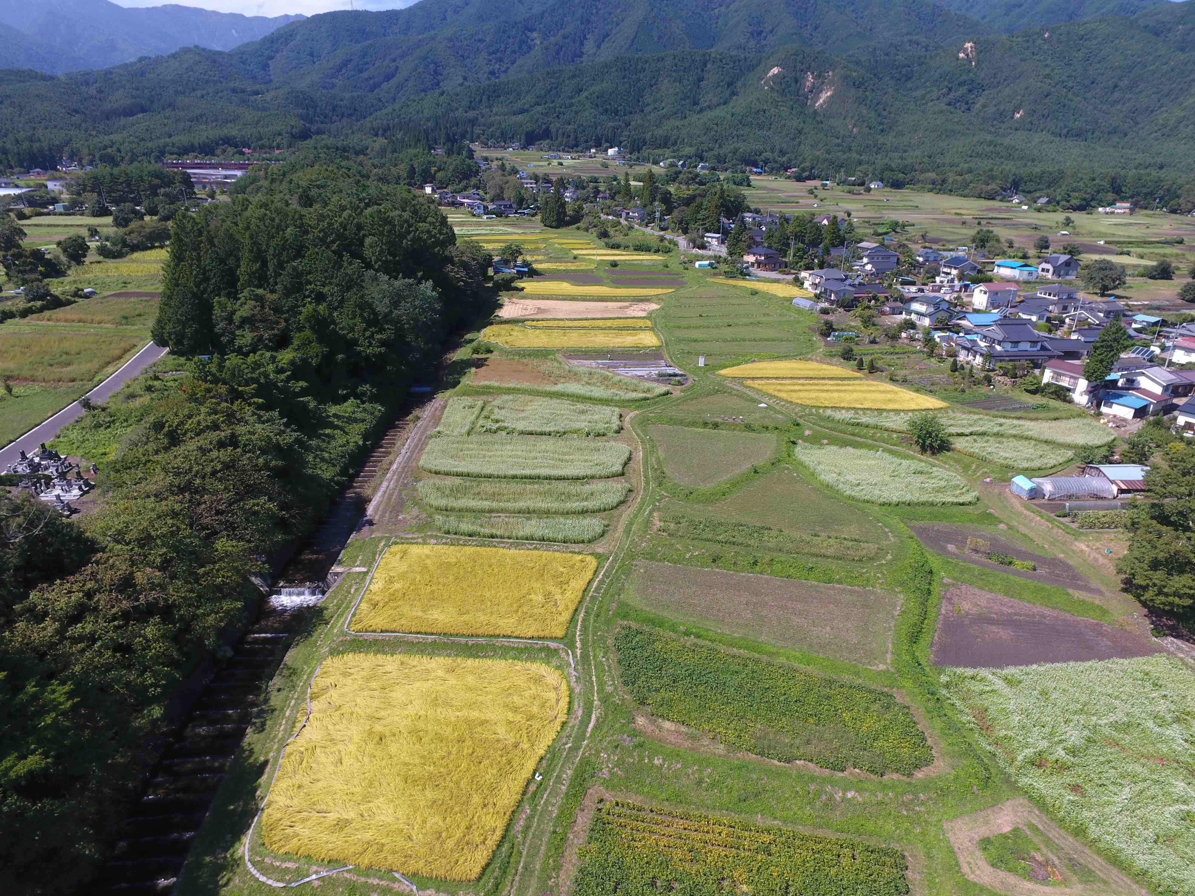 牧の棚田