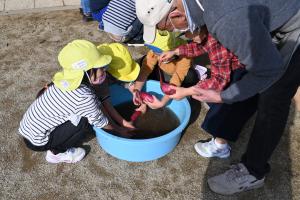 焼き芋会の準備をする園児たちの写真