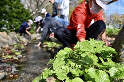 「豊科北小学校」のわさび畑の写真