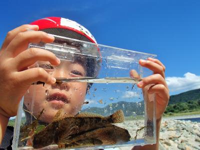 魚を見つめる子供の写真