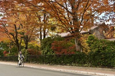 紅葉の中を自転車で走っている写真