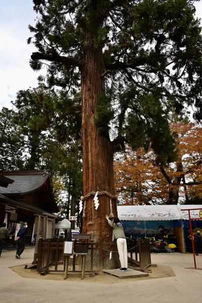 穂高神社の大きな木の写真