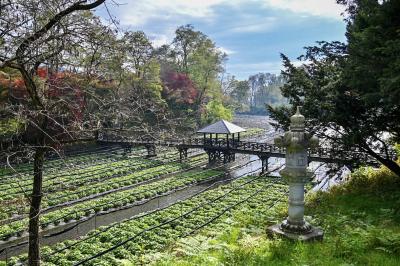 大王わさび農場のわさび園の写真