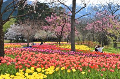 国営アルプスあづみの公園の花畑の写真