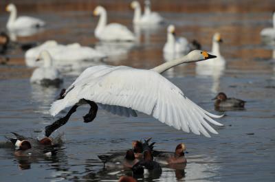 白鳥飛来最盛期の写真