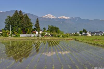 雪形と北アルプスが映る水鏡の写真