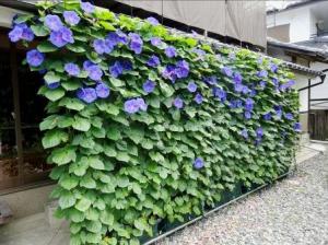 緑のカーテンの写真