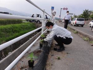 定植作業の様子