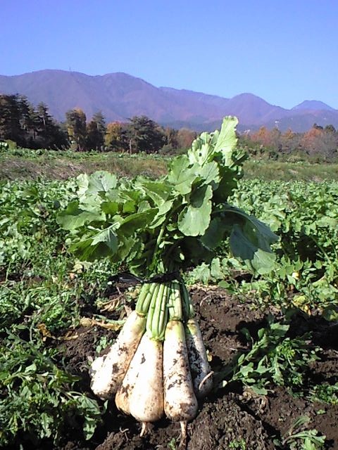 牧大根の写真