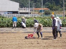 大根の播種