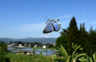 雌の飛翔