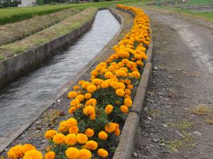 中萱堰沿い