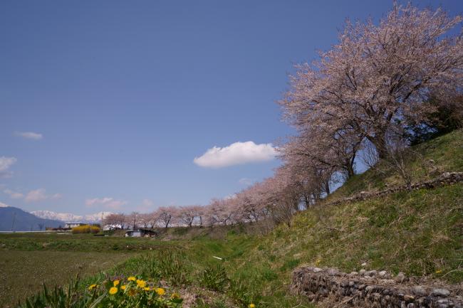 池田町　特別賞