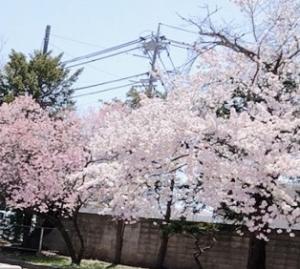 桜