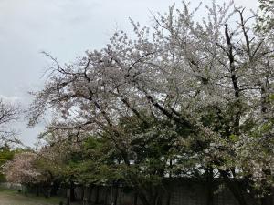 桜