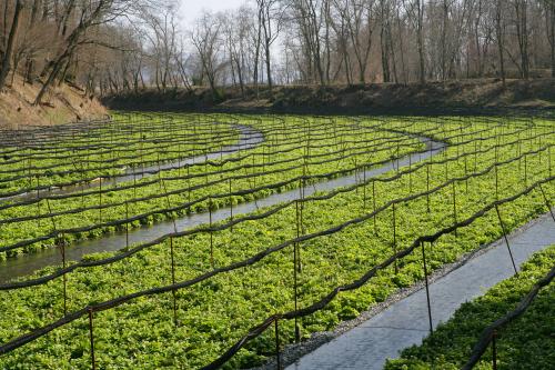 大王わさび農場