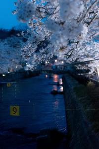 龍門渕夜桜