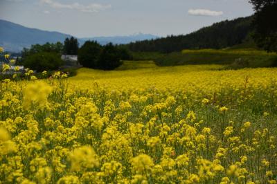 菜の花畑