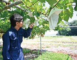 ぶどうを選別する青柳さん