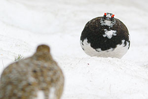 雷鳥が向かい合っている