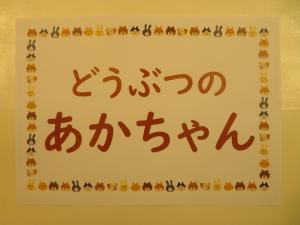 児童書ミニコーナー 『どうぶつのあかちゃん』①