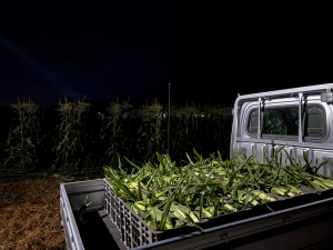 スイートコン収穫風景1