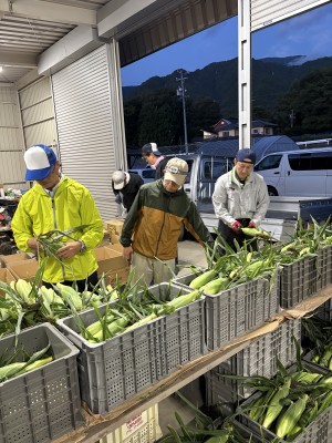 スイートコーン収穫風景2
