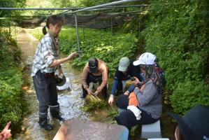 わさび堀取り体験