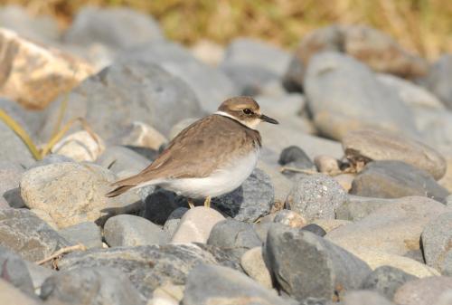 イカルチドリ画像