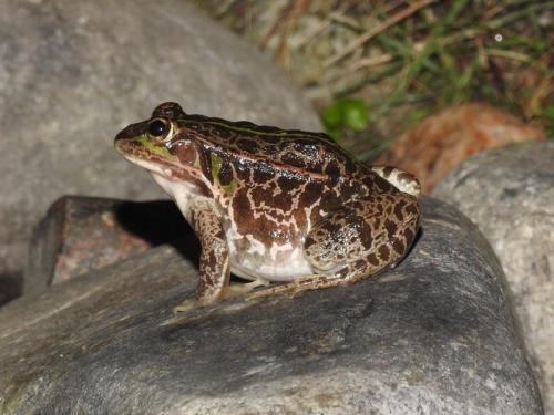 トウキョウダルマガエル画像