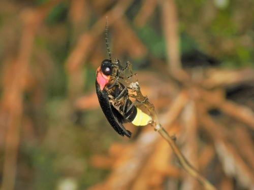 ゲンジボタル画像